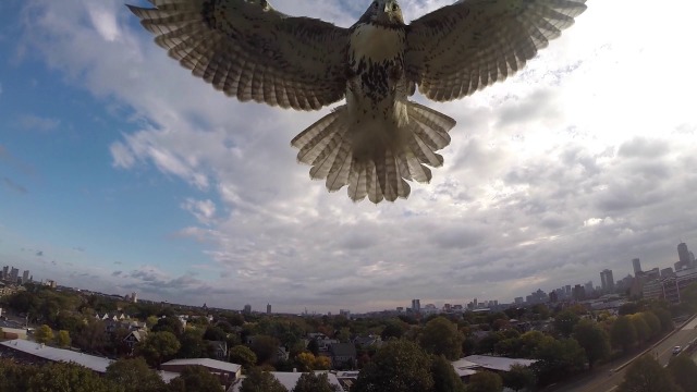 Aveți grijă la Ulii dacă zburați cu drona!